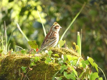 Yellow-throated Bunting 稲佐山 Sun, 4/8/2018