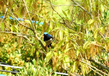 Blue-and-white Flycatcher 稲佐山 Sun, 4/8/2018