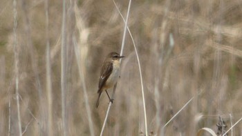 Tue, 4/30/2019 Birding report at ヨコスト湿原