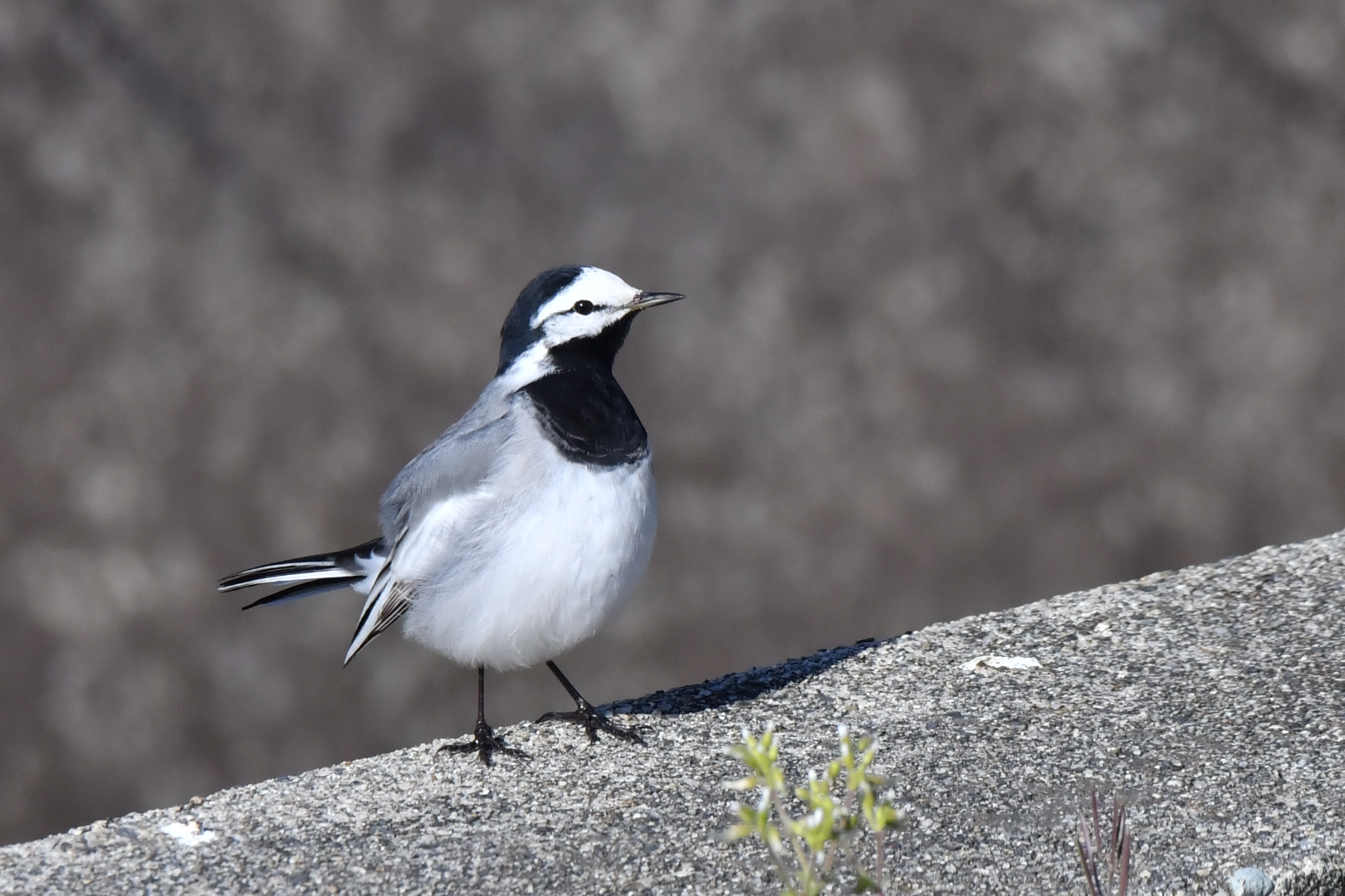 Photo of White Wagtail(ocularis) at Awashima Island by 倶利伽羅