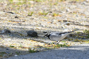 White Wagtail(ocularis) Awashima Island Mon, 4/29/2019