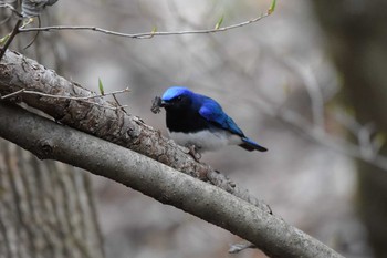 オオルリ 軽井沢野鳥の森 2019年4月29日(月)