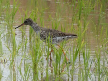 Common Redshank Yoron Island Mon, 4/29/2019