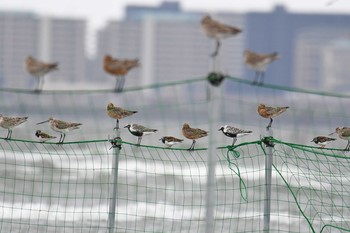 2019年4月30日(火) ふなばし三番瀬海浜公園の野鳥観察記録