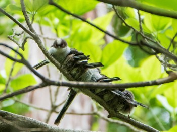 2019年4月29日(月) 六義園の野鳥観察記録