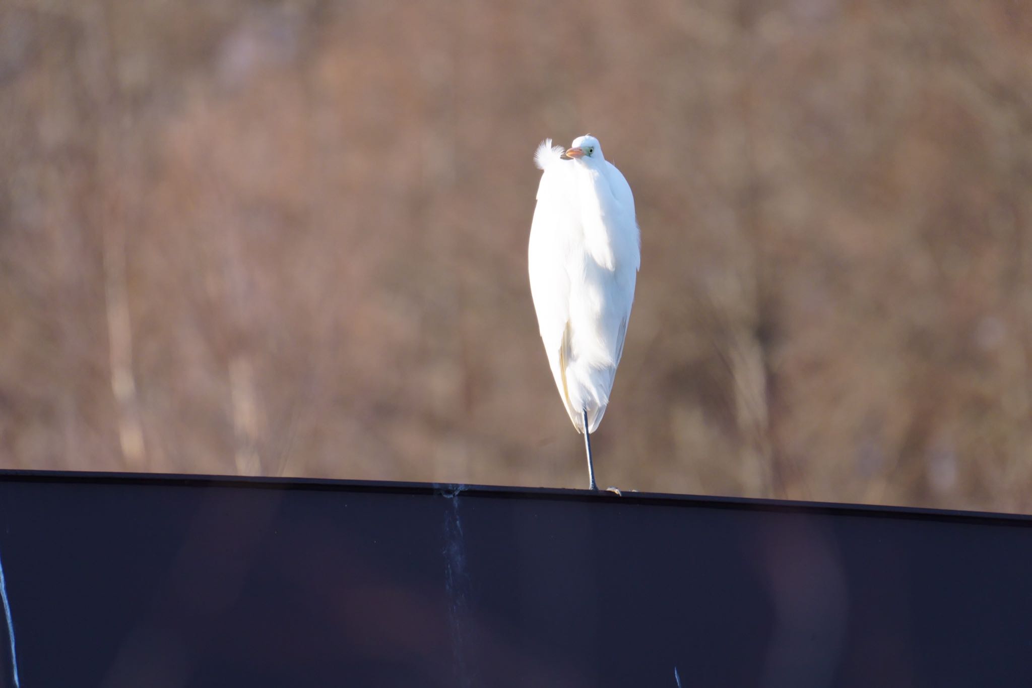 Photo of Great Egret at 千歳 by Takanori Yoshioka