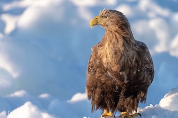 White-tailed Eagle 羅臼 Sat, 2/9/2019