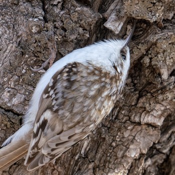 Eurasian Treecreeper 札幌 Tue, 4/9/2019