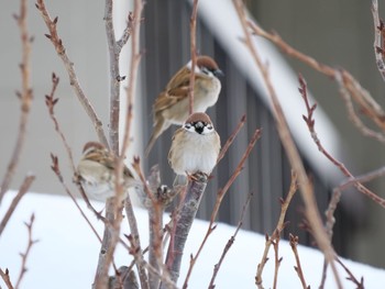 Eurasian Tree Sparrow 札幌 Thu, 1/24/2019