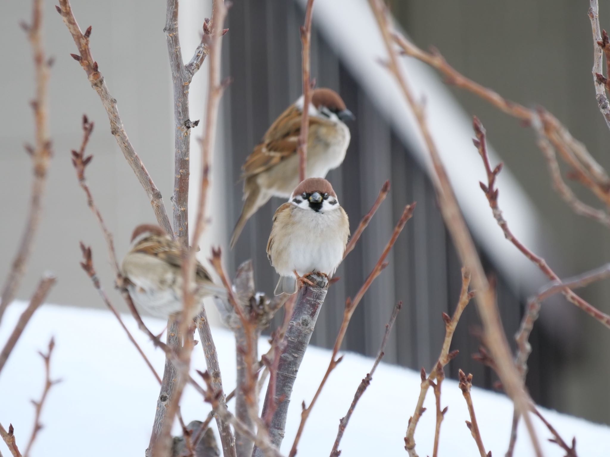 Photo of Eurasian Tree Sparrow at 札幌 by Takanori Yoshioka