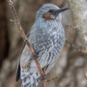 Brown-eared Bulbul 札幌 Sat, 3/9/2019