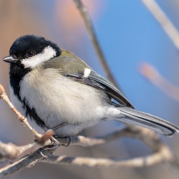 Japanese Tit 札幌 Mon, 3/18/2019