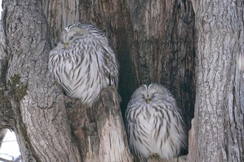 Blakiston's Fish Owl 苫小牧 Sat, 1/19/2019