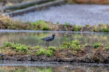 ツルシギ 山口県下関市 2019年4月30日(火)