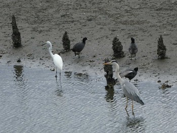 2019年4月29日(月) 谷津干潟の野鳥観察記録