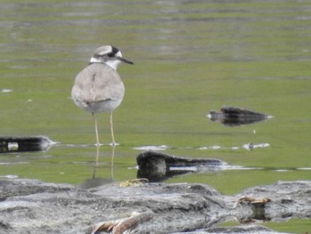 Long-billed Plover 鴨川 Mon, 4/29/2019