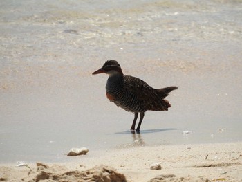 Buff-banded Rail Green Island(Cairns) Sat, 9/1/2018