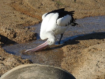 Australian Pelican