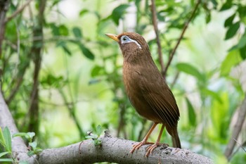 ガビチョウ 神奈川県 2019年4月29日(月)