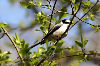 サンショウクイ 軽井沢野鳥の森 2019年4月29日(月)