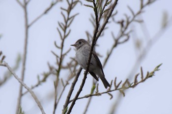 Dark-sided Flycatcher Karuizawa wild bird forest Mon, 4/29/2019