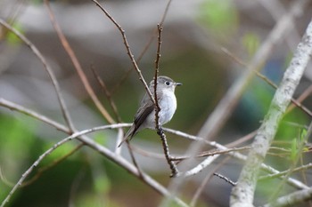 コサメビタキ 軽井沢野鳥の森 2019年4月29日(月)