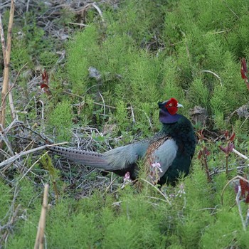 Green Pheasant 新潟県長岡市西蔵王 Sun, 4/28/2019