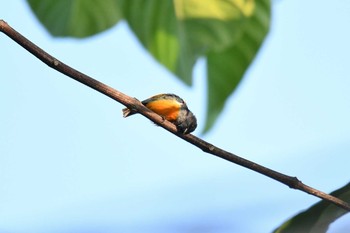 Orange-bellied Flowerpecker Krua Rommai Wed, 2/27/2019