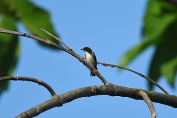 Scarlet-backed Flowerpecker Krua Rommai Wed, 2/27/2019