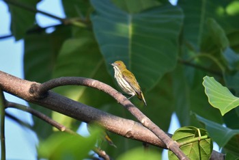 Yellow-vented Flowerpecker Krua Rommai Wed, 2/27/2019