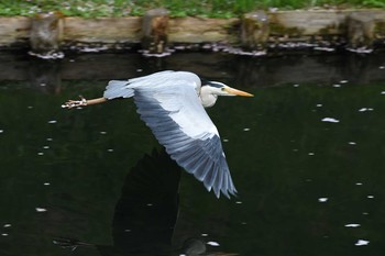 アオサギ 弘前公園 2019年4月30日(火)