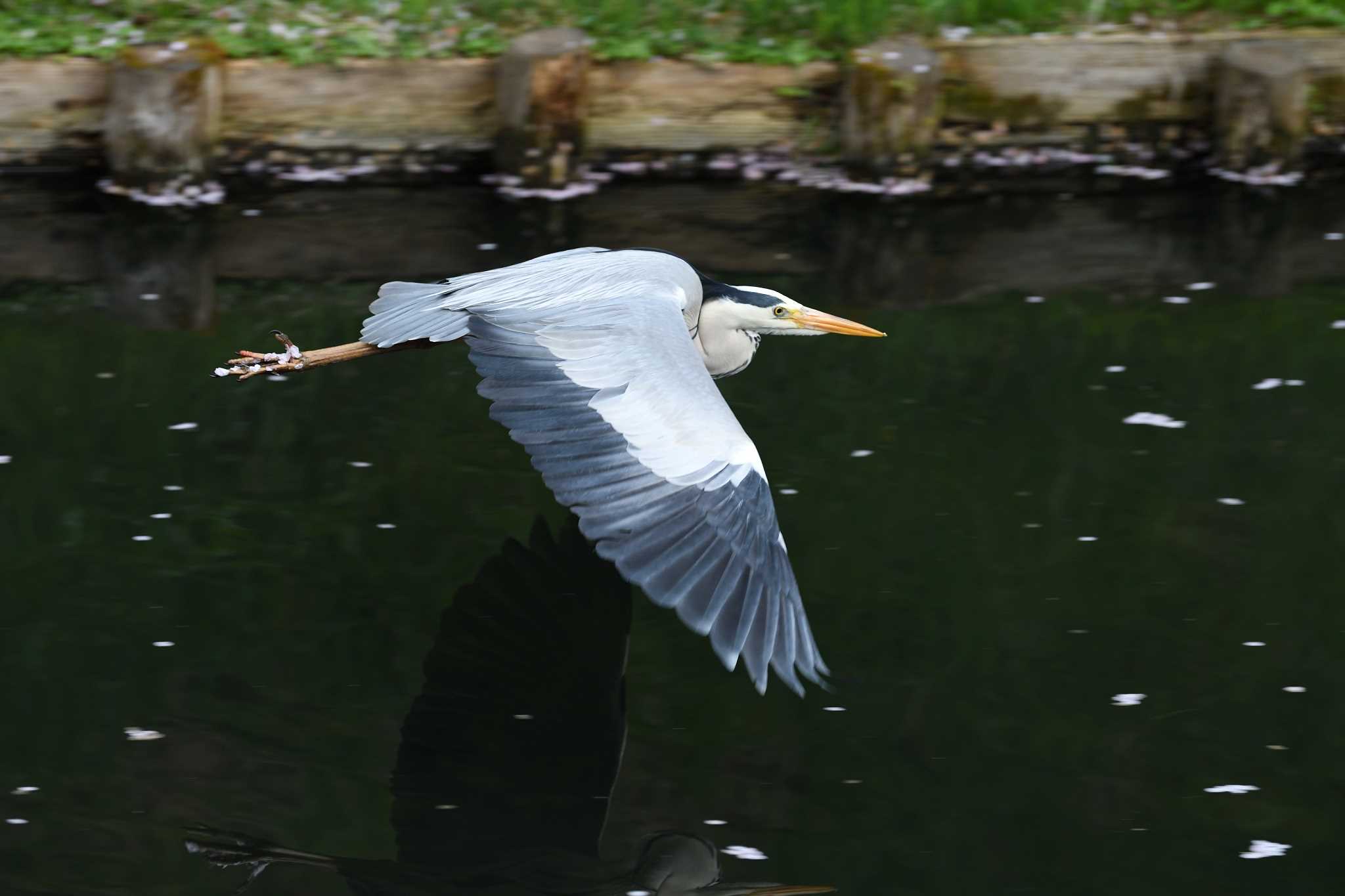 Photo of Grey Heron at 弘前公園(弘前城) by mike2475