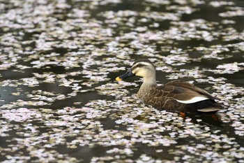 Eastern Spot-billed Duck 弘前公園 Tue, 4/30/2019