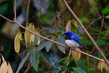 Blue-and-white Flycatcher 普正寺の森(二天橋) Wed, 5/1/2019