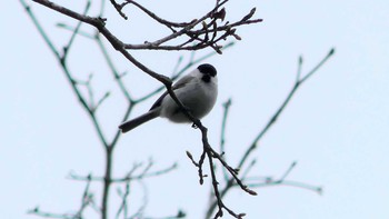 ハシブトガラ ポロト湖(ポロトの森) 2019年4月30日(火)