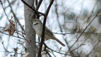 2019年4月30日(火) ポロト湖(ポロトの森)の野鳥観察記録