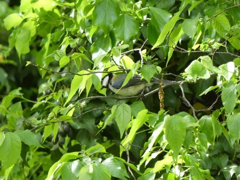 2019年5月1日(水) 境川(境橋付近)の野鳥観察記録