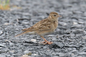 Wed, 5/1/2019 Birding report at JR寺庄駅付近