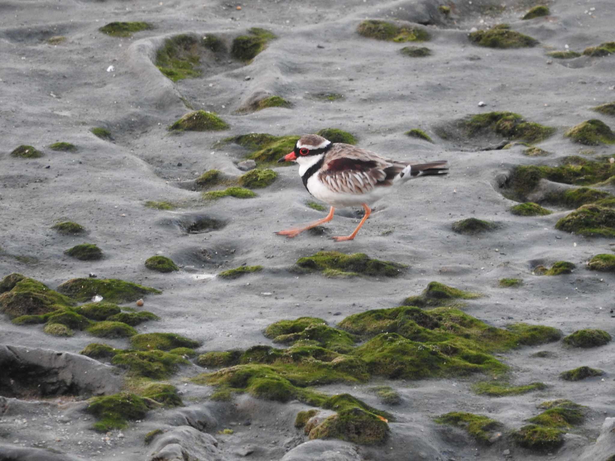 Photo of Black-fronted Dotterel at Esplanade(Cairns) by M Yama