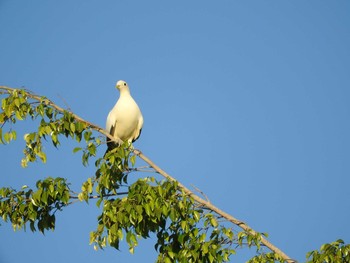 Torresian Imperial Pigeon Esplanade(Cairns) Sat, 9/1/2018