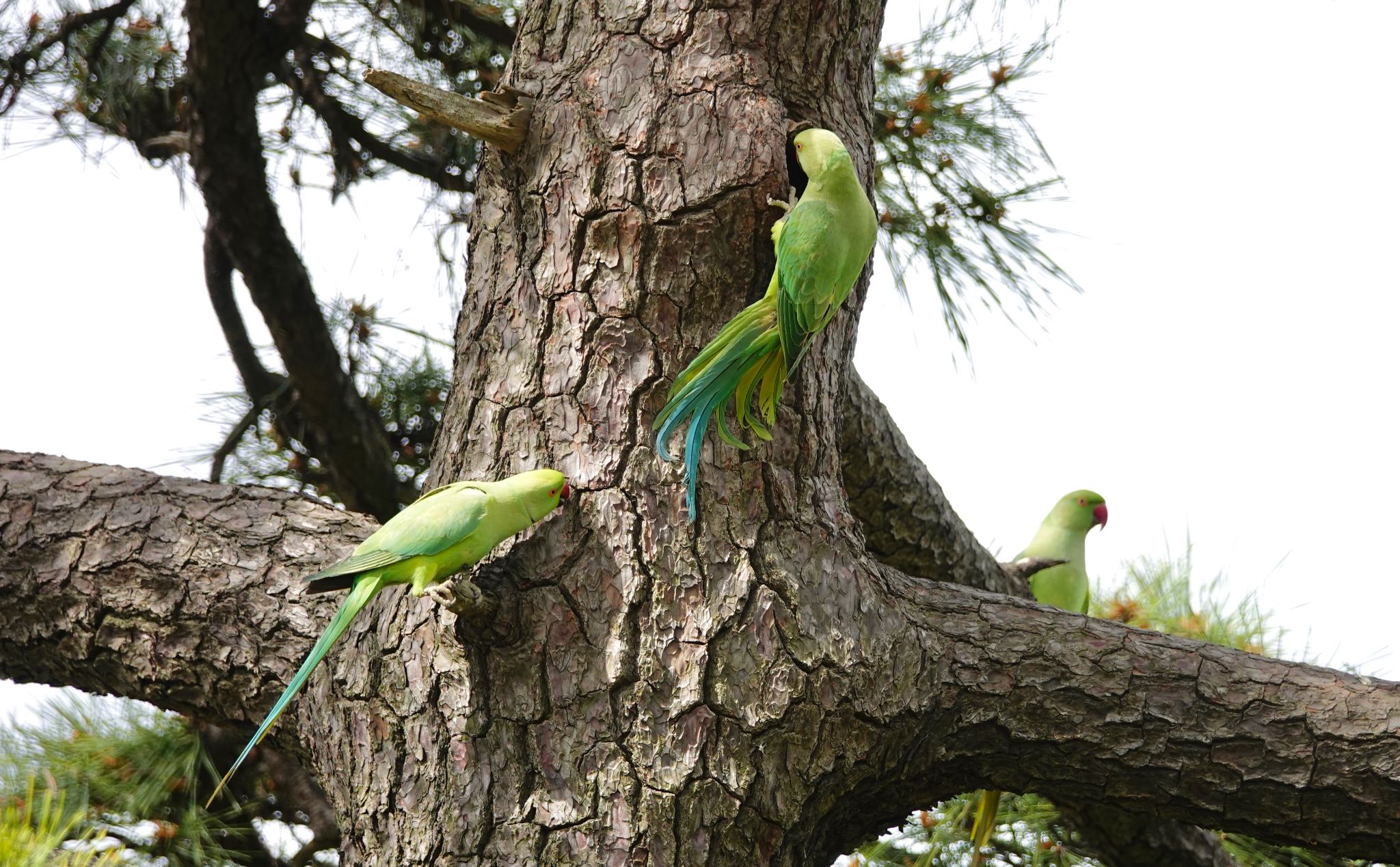 東京都 ワカケホンセイインコの写真 by のどか