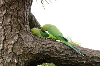 ワカケホンセイインコ 東京都 2019年4月29日(月)