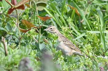 Richard's Pipit Awashima Island Sun, 4/28/2019