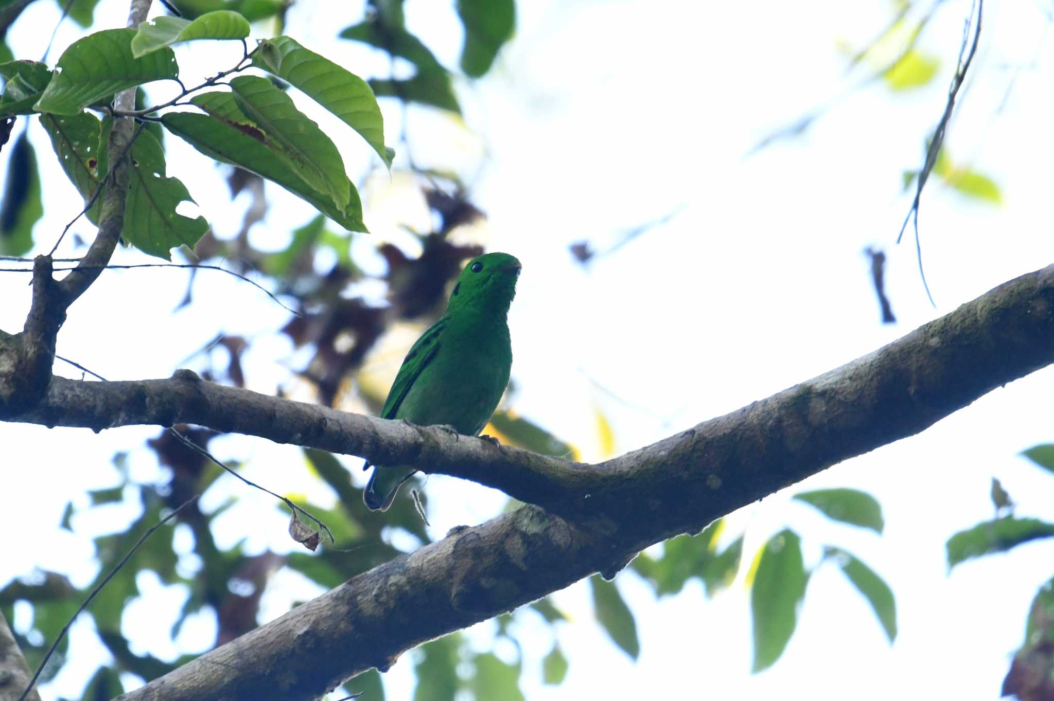 Photo of Green Broadbill at Sri Phang-nga NP by あひる