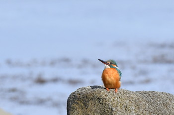 Common Kingfisher Awashima Island Sun, 4/28/2019