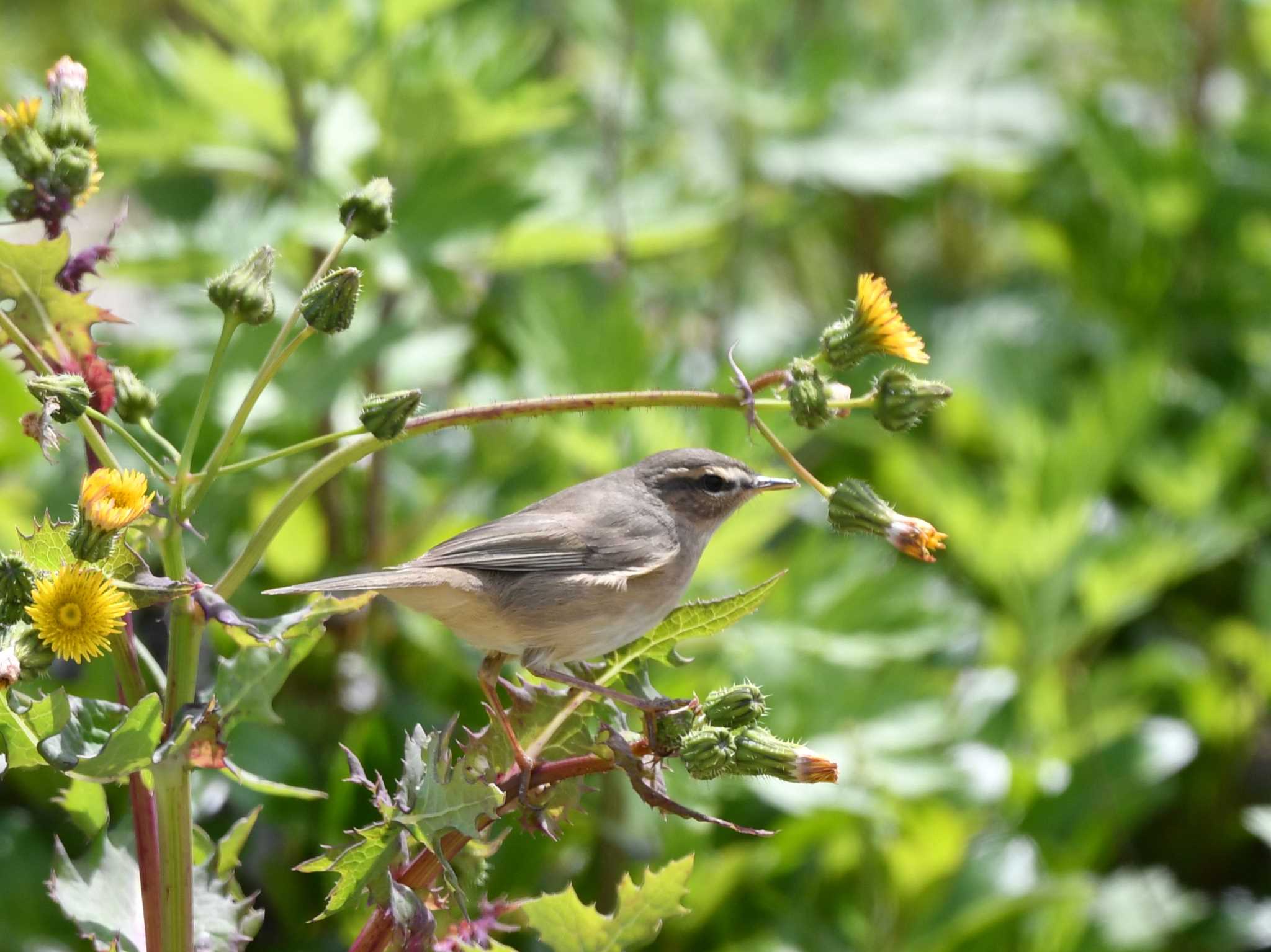 Dusky Warbler