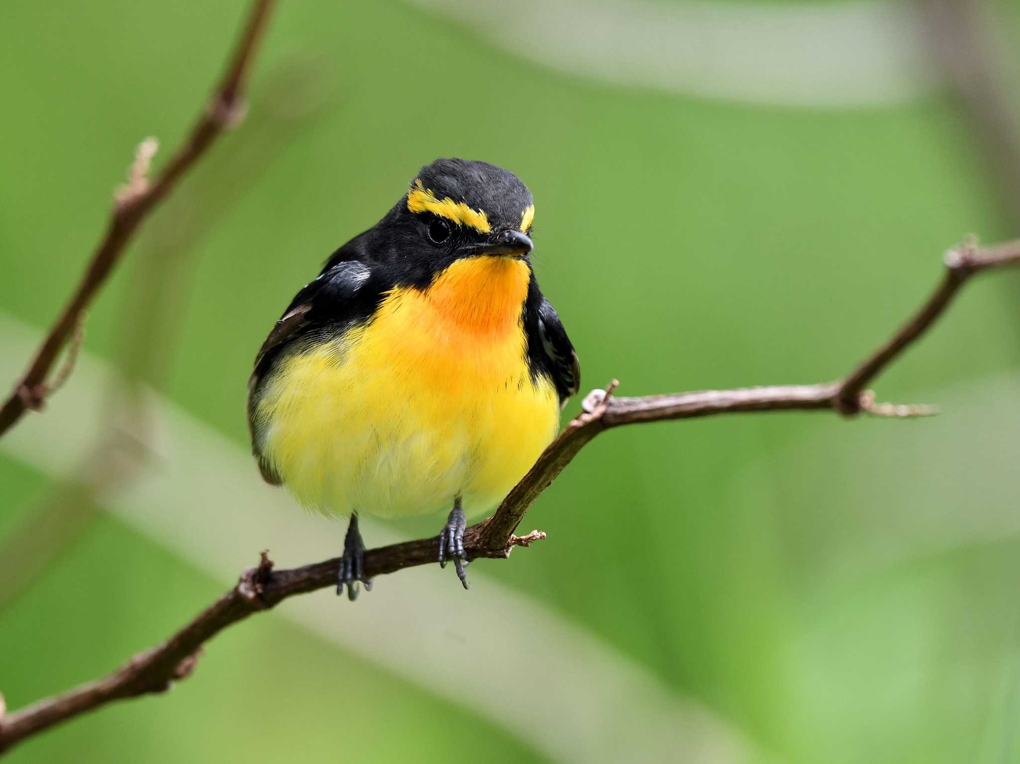 Narcissus Flycatcher