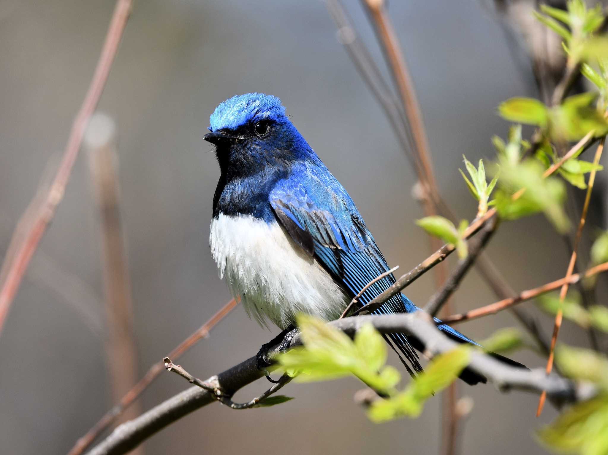 Blue-and-white Flycatcher