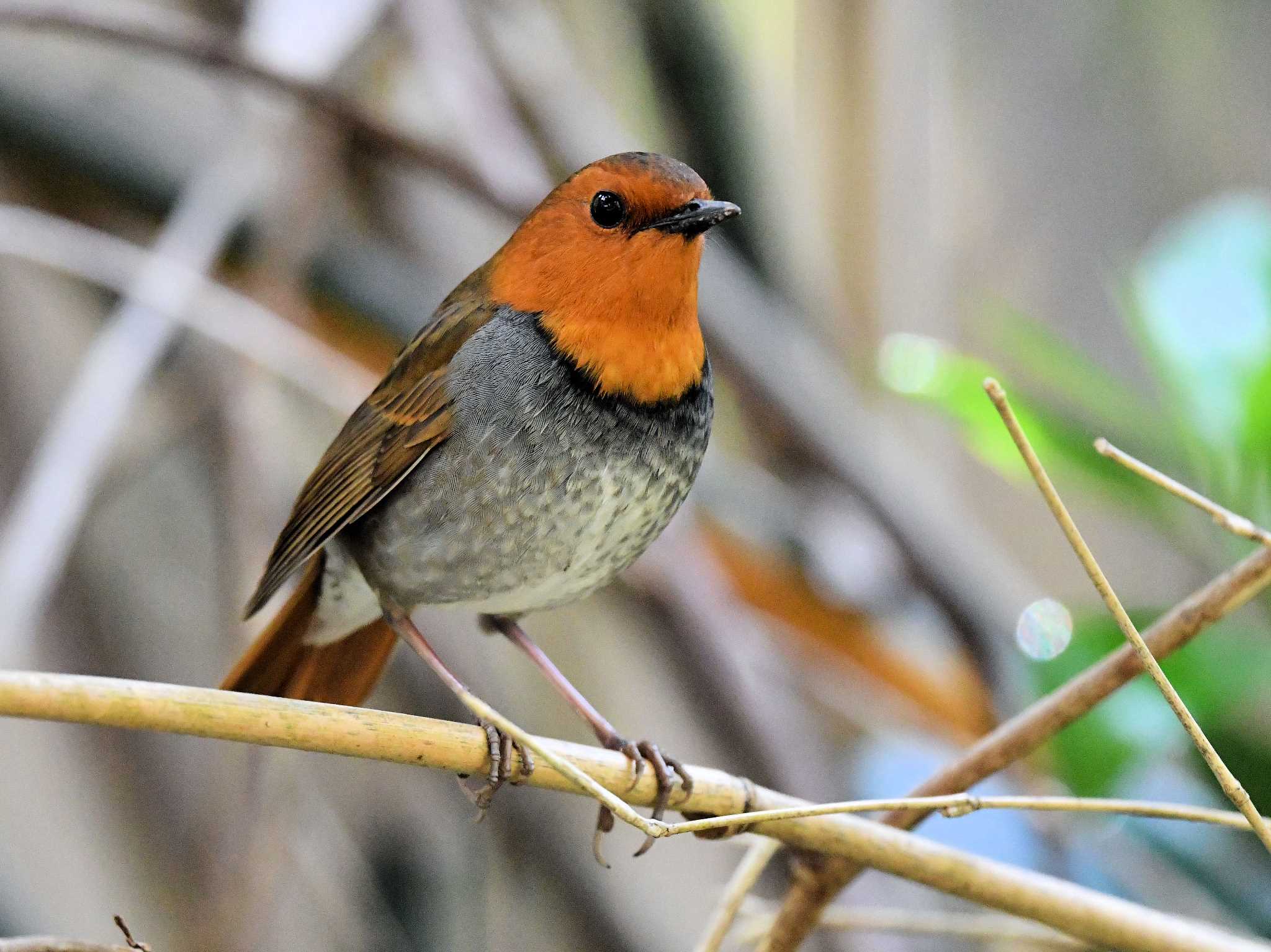 Japanese Robin