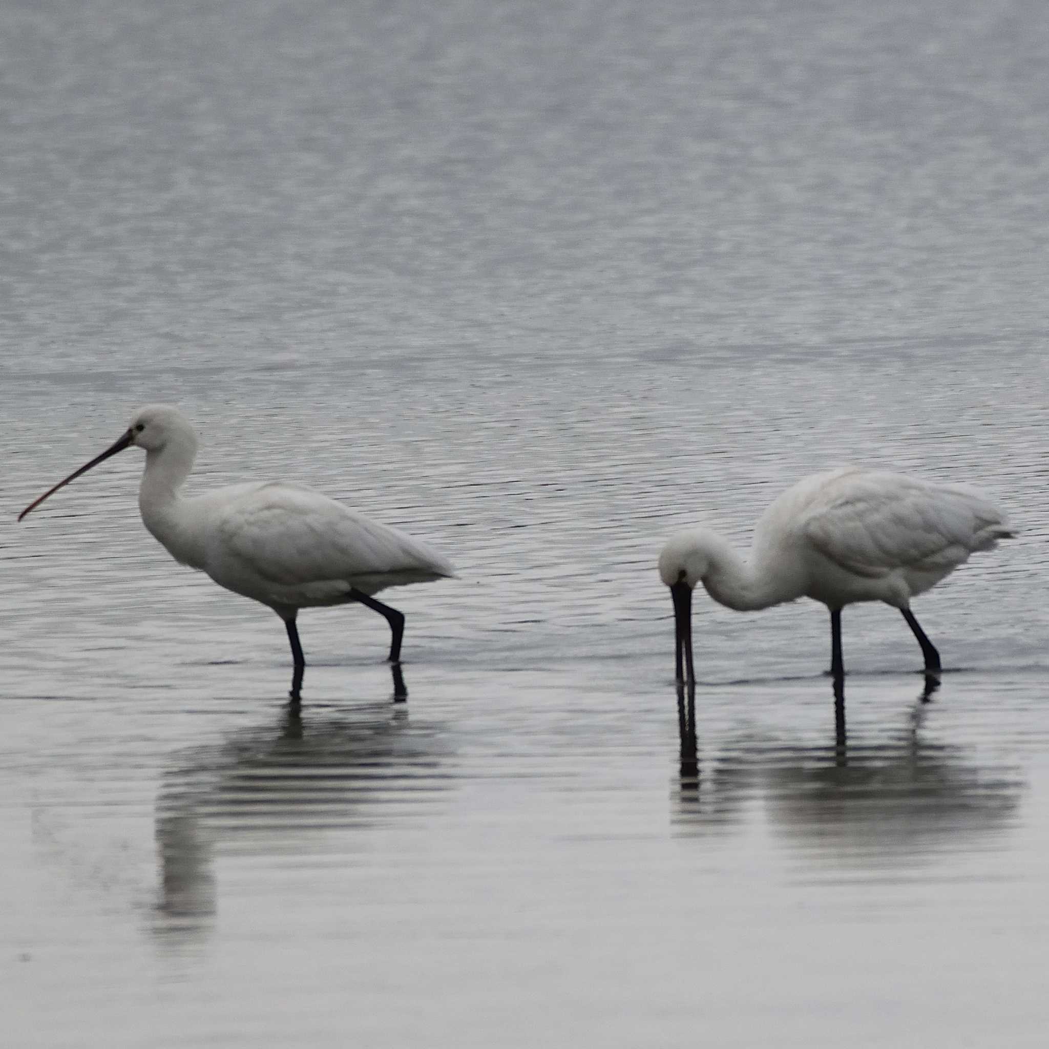 Black-faced Spoonbill